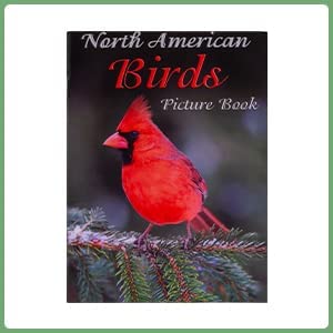 North American Birds Picture Book cover showing a red cardinal perched on an evergreen branch — Assistex via EOWD Autism Living